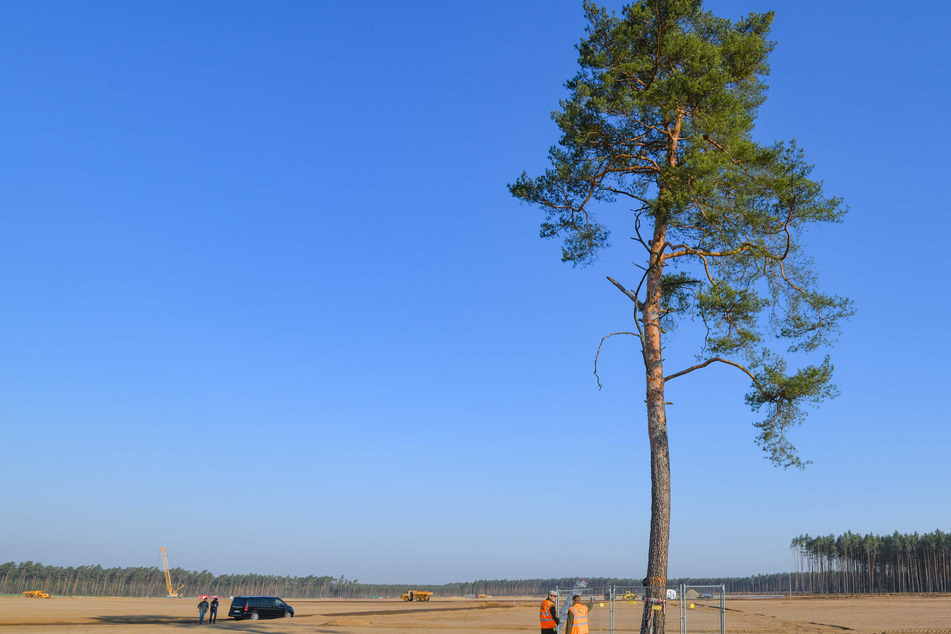Für Tesla-Fabrik gefällt: Warum dieser einsame Baum länger stand als seine grünen Freunde