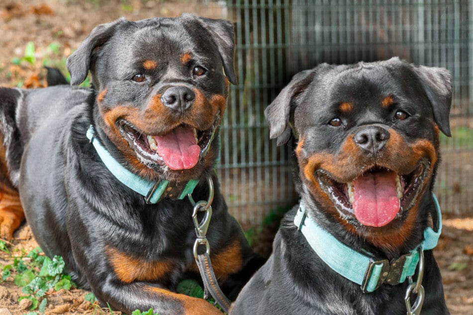 Rottweiler Smartie sucht erfahrene Halter.