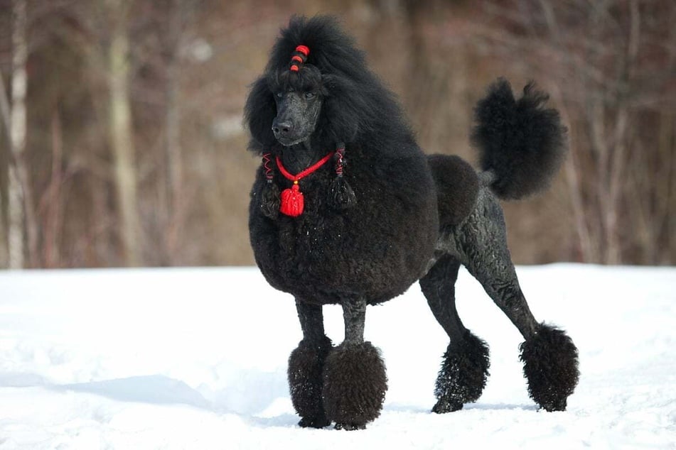 Poodles' curly coats are often artfully shorn, although this dog grooming style is becoming increasingly rare nowadays.