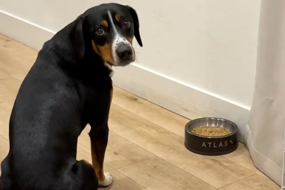 Rüde Atlas sitzt vor seinem Futternapf - und hat großen Hunger. Doch fressen tut er nicht.