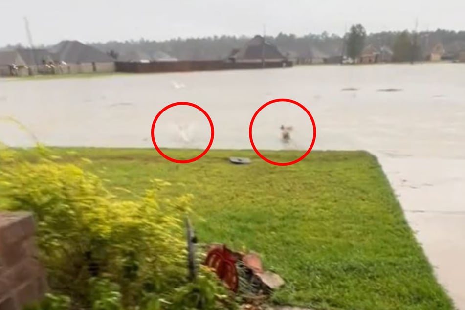 Chewy und Murphy scheinen das Wasser gar nicht zu bemerken, laufen volle Kanne hinein.