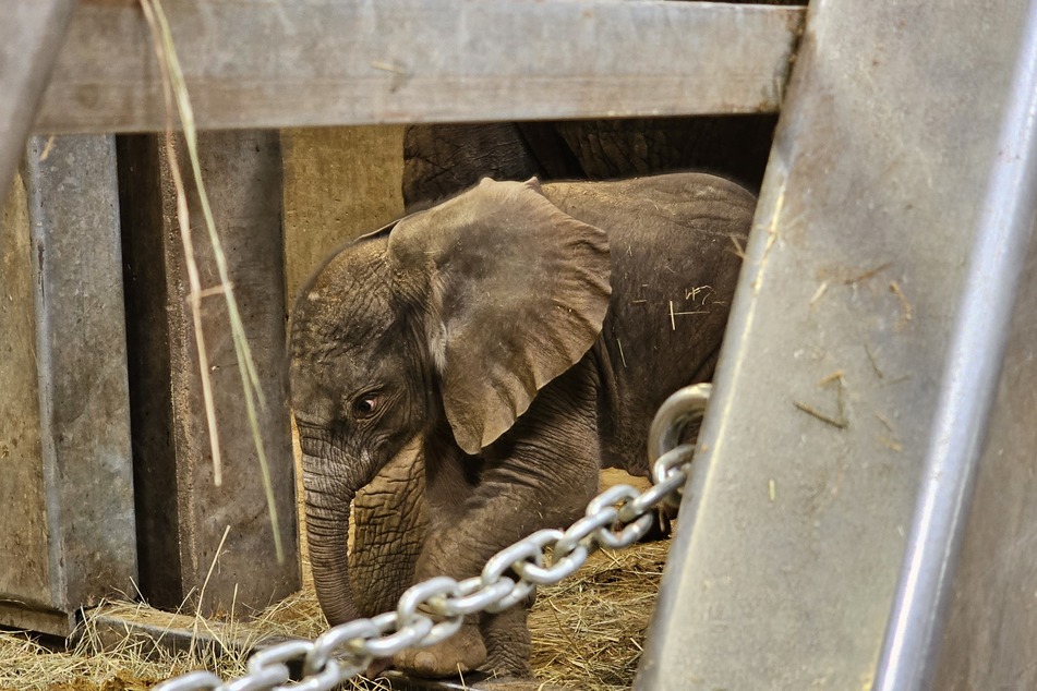 Der kleine Elefantenbulle kam vergangene Woche zur Welt.