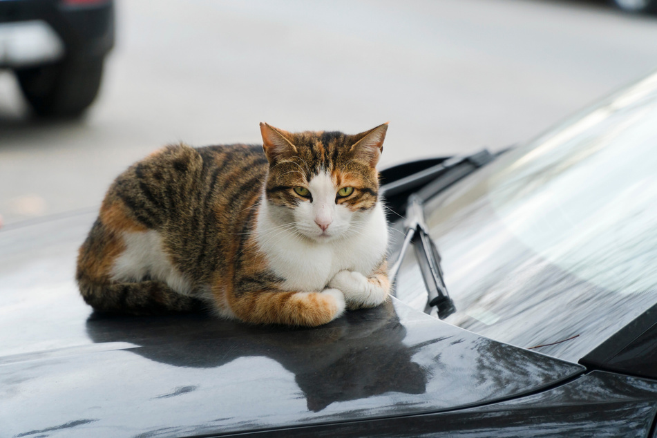 Eine Katze hat am Montag in Meißen einen kurzen Polizeieinsatz ausgelöst. (Symbolbild)