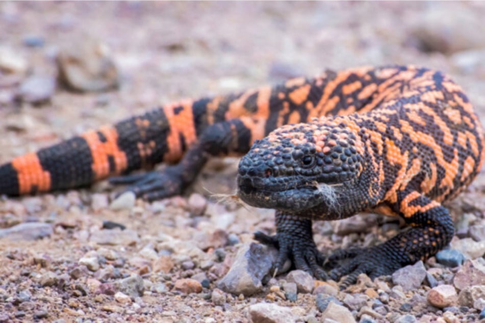 Giftige "Monster" kommen in Sack verpackt in Leipziger Zoo: "Soll 24 Stunden höllisch wehtun!"