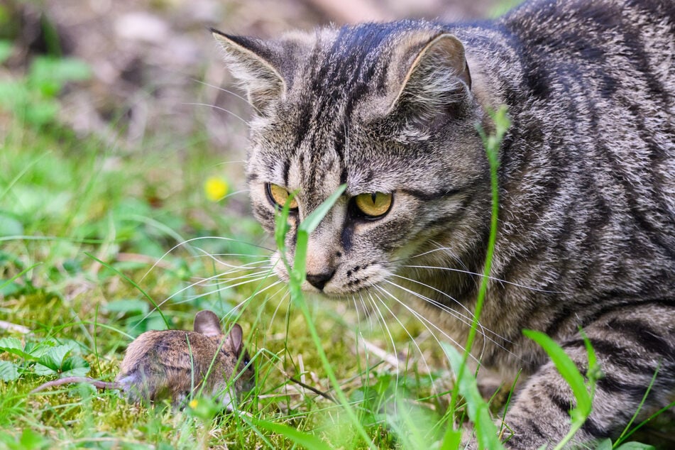 Menschen gegenüber verhalten sich verwilderte Katzen meist scheu, trotzdem halten sie sich gerne in urbanen Regionen auf. (Symbolbild)