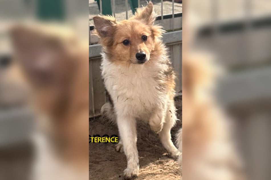 Sheltie-Mischling Terence ist etwa im Juni 2024 geboren und damit noch nicht einmal ein Jahr alt.