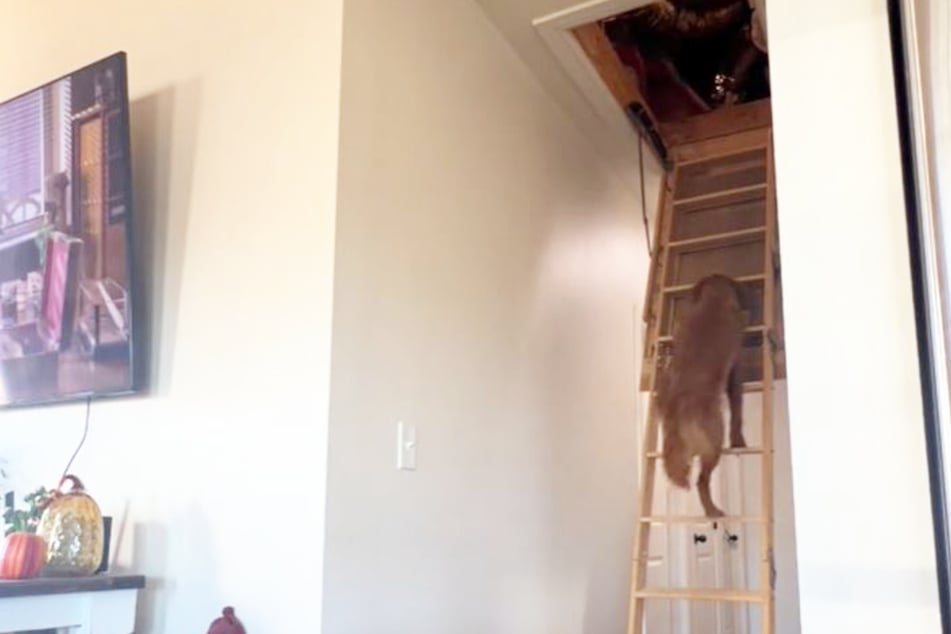 The dog goes all out and climbs up the ladder to the attic.