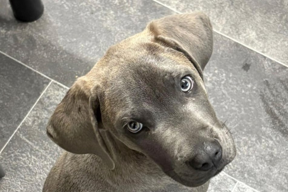 Frauchen Aliyah hielt ihren Hund Nico zunächst für einen Labrador.