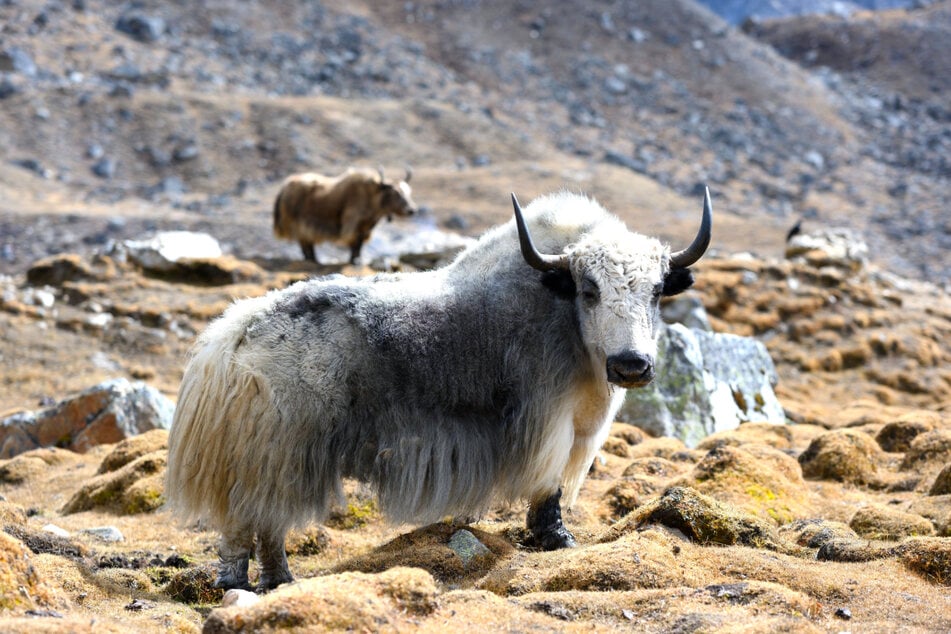 Yaks fungieren in dem Gebirge auch als Tragetiere.