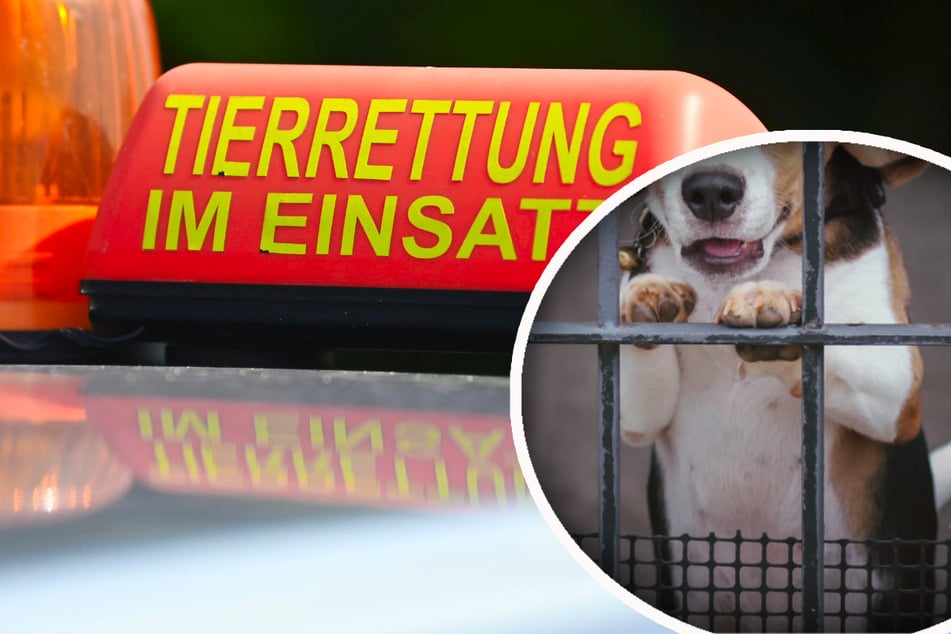 Hunde, Katzen und mehr: Fast 250 Tiere auf Grundstück! Veterinäramt muss eingreifen