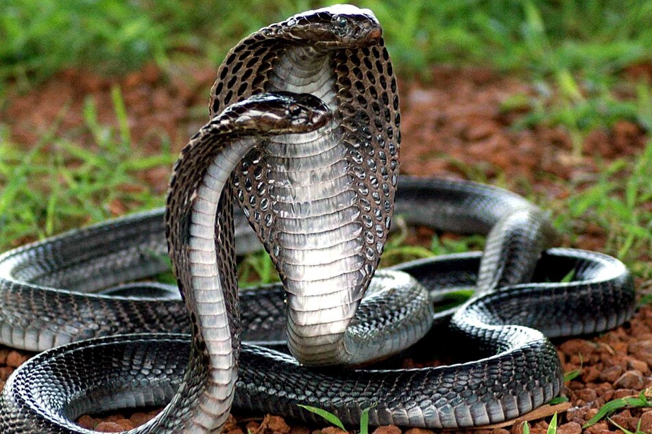 Welche Schlangenart für die tödlichen Bisse verantwortlich war, wurde nicht bekannt. (Symbolfoto)