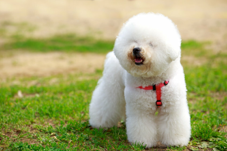 This is what a Bichon Frisé normally looks like (stock image).