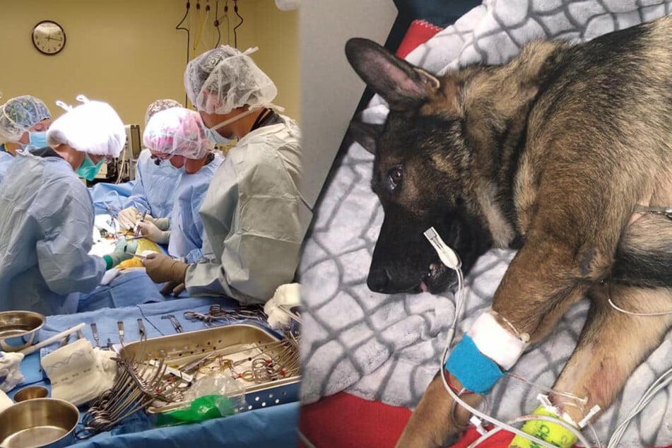 Police dog Arlo had to undergo two surgeries for his bullet wounds (collage).