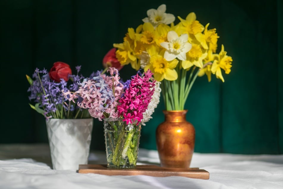 Hyazinthen und Narzissen solltest Du nicht ausnahmslos in eine Vase mit anderen Schnittblumen stellen. Ihr Milchsaft sorgt für schnelleres Welken der anderen Blumen.