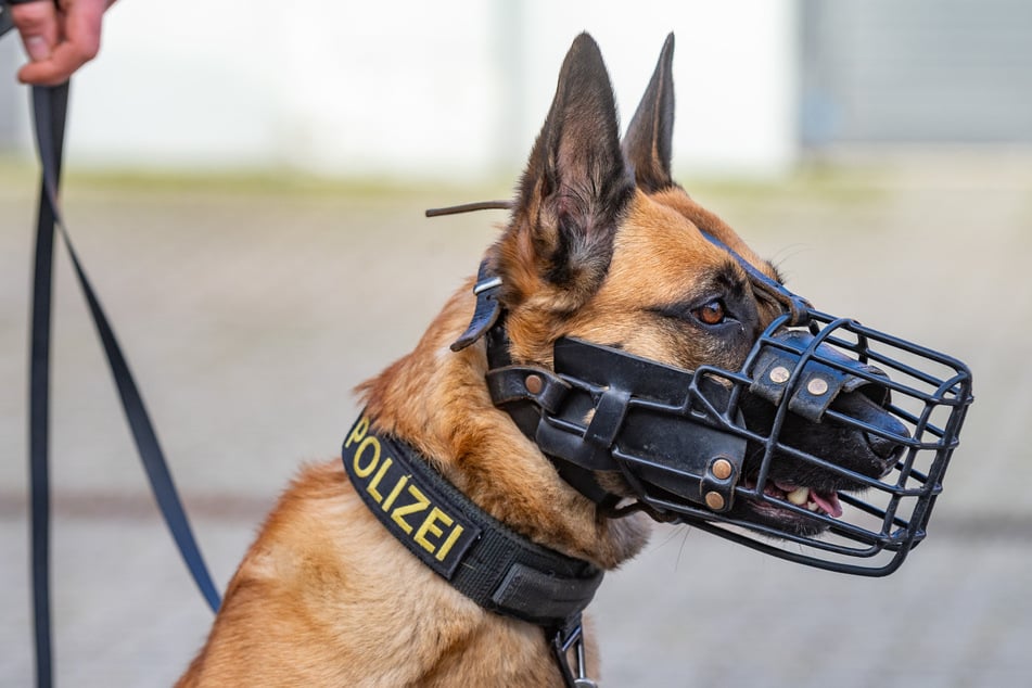 90 Euro pro Monat für einen Diensthund? Damit kommen Hundeführer der Diensthundestaffel kaum hin.