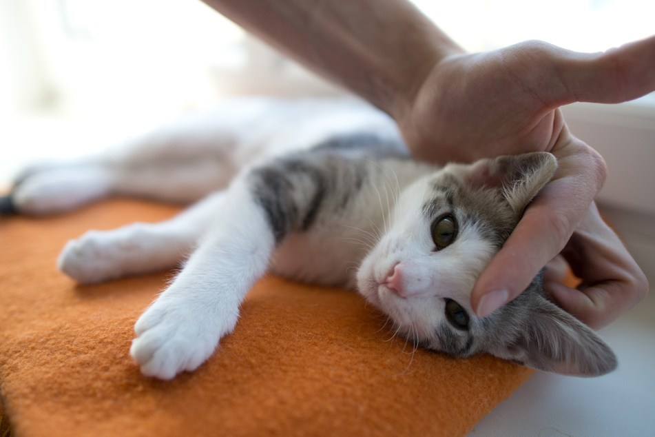 Wer Kummert Sich Um Die Katze Streit Endet Mit Gewalt Tag24