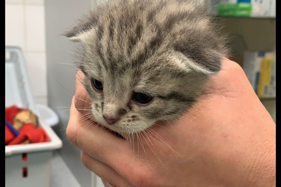 Der Baby-Kater wurde Mitte Oktober im Moorburger Elbdeich 175 in Altenwerden entdeckt.