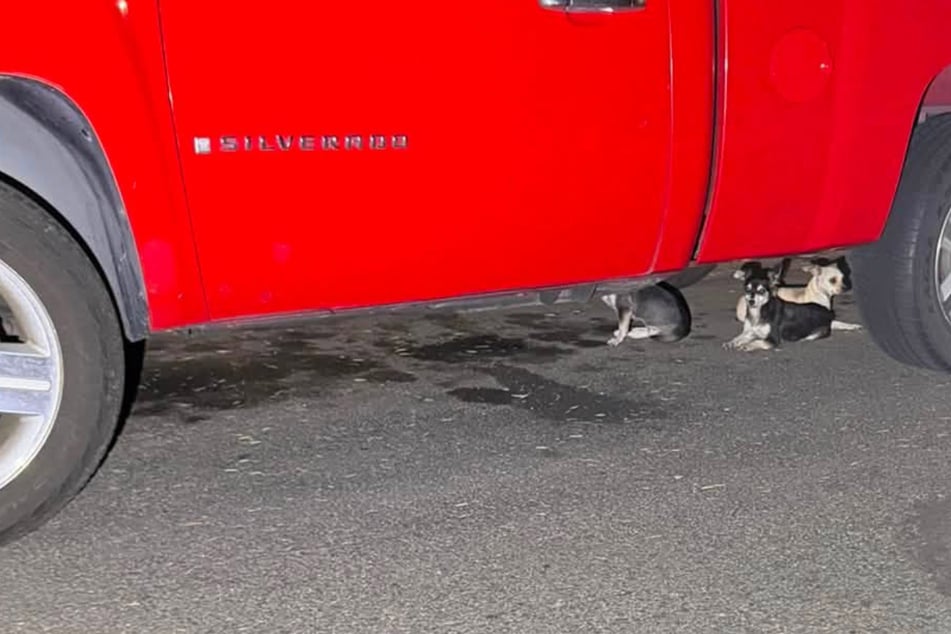 Als Frau sieht, was diesen Hunden passiert ist, bricht ihr Herz