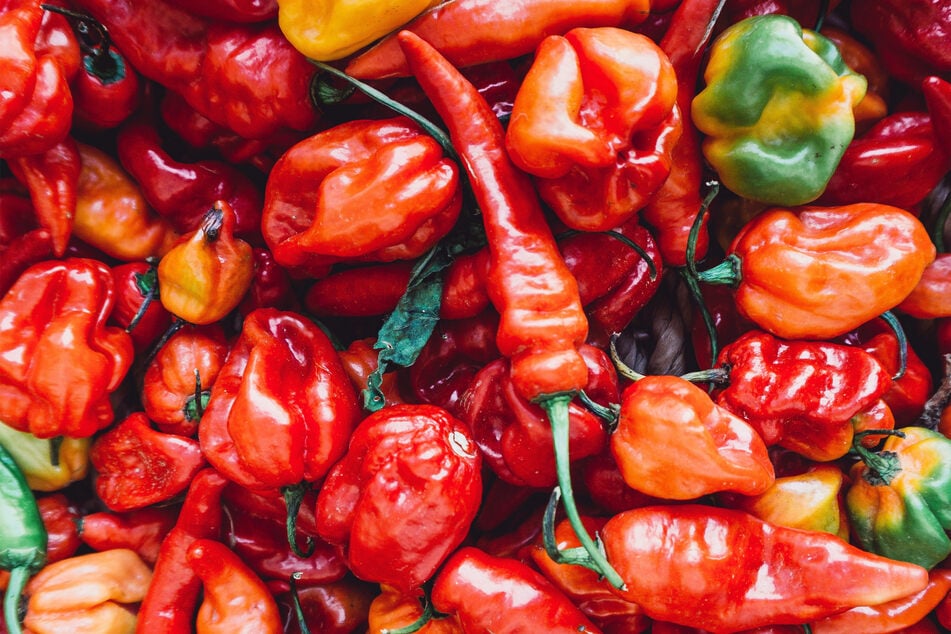 What chili pepper is spicier than all the rest?