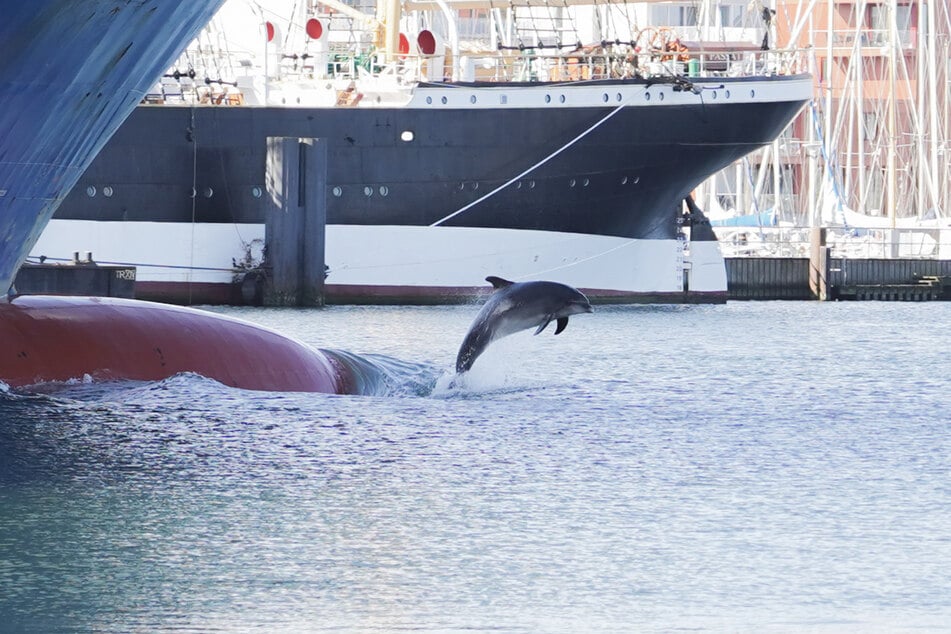 Der Delfin befindet sich seit zwei Wochen in der Lübecker Bucht.