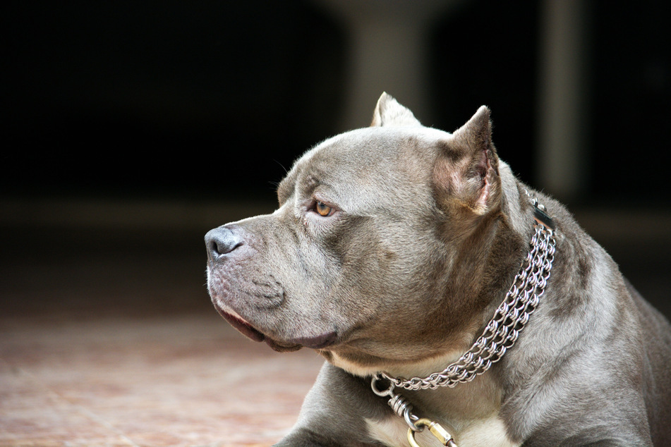 In Magdeburg biss ein Pitbull eine Frau, die daraufhin ins Krankenhaus musste. (Symbolbild)