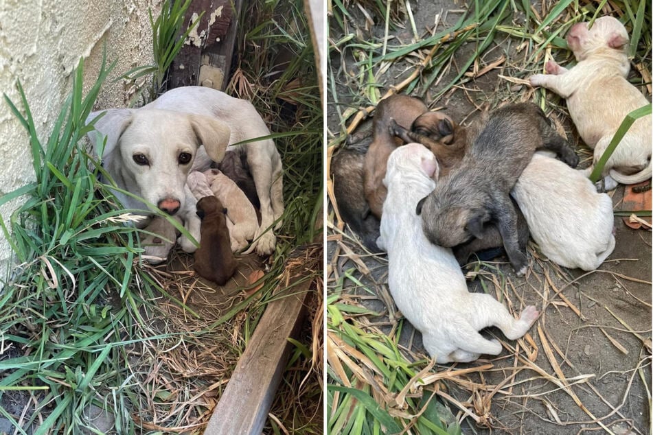 This rescue dog was doing all she could to protect her precious newborn pups!