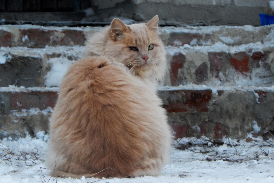 Give your cat a regular brush to help with shedding.