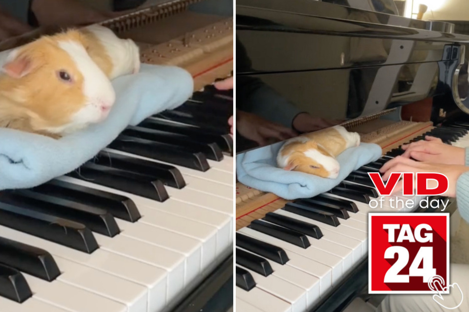 Today's Viral Video of the Day features a guinea pig who can't help but fall asleep when his owner plays beautiful melodies on the piano.