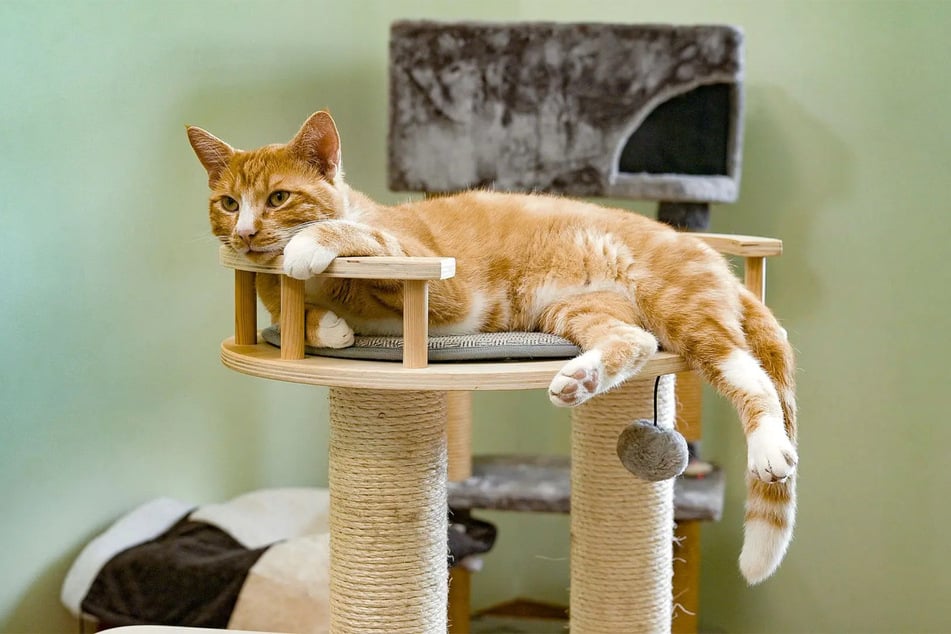 Kater Zarbex möchte als Einzelkater in sein neues Zuhause.