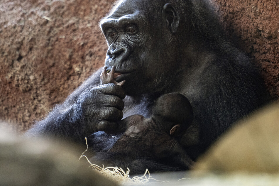 Die Gorilla-Dame Kijivu hält ihr Neugeborenes.