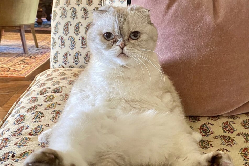 Taylor Swift's Scottish folds are incredibly fluffy and incredibly sweet.