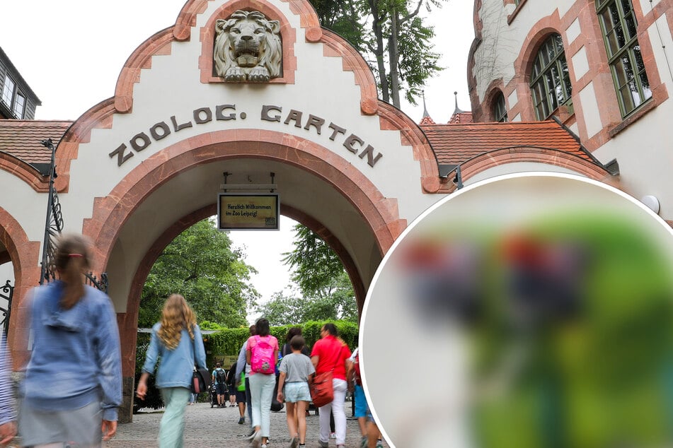 Neue Tiere: Zwei italienische Schönheiten ziehen in den Leipziger Zoo