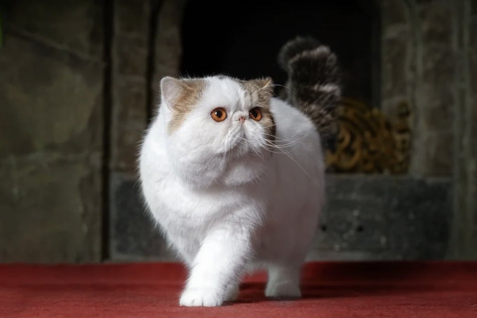 El gato fue llevado a un veterinario después del incidente. (Foto simbólica)