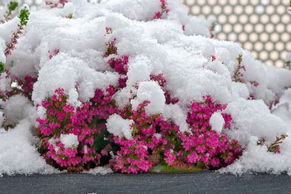 Schütze Deine Balkonpflanzen vor Frost und Kälte.