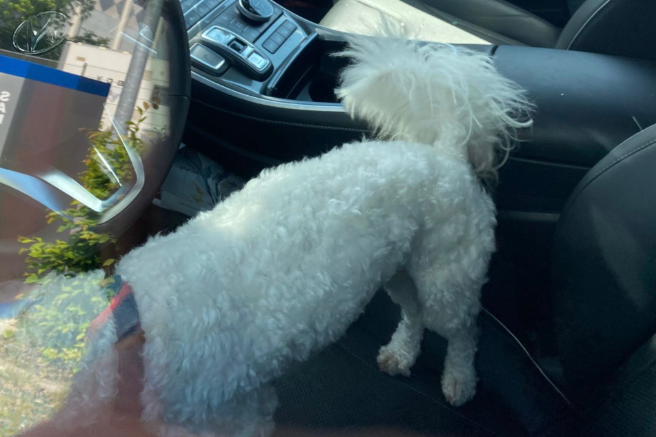 Der weiße Hund kämpfte deutlich erkennbar mit der Hitze im Innenraum, während sein Besitzer es sich im Schwimmbad gut gehen ließ.