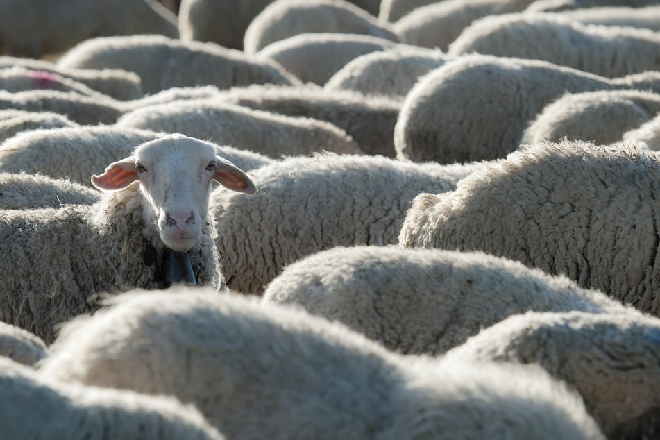 In Bad Schandau könnt Ihr Schafe mal aus einer anderen Perspektive erleben. (Symbolfoto)