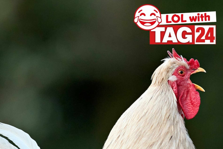 Joke of the Day for April 1, 2026: A cock-a-doodle funny