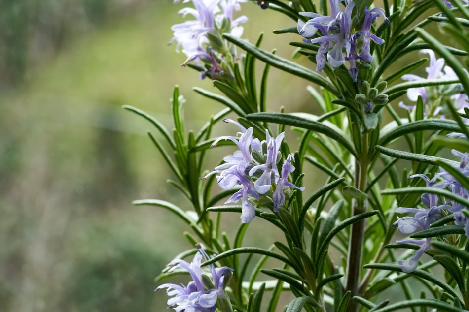 Der Rosmarin blüht zart Violett und lässt sich einfach auf einem insektenfreundlichen Balkon kultivieren.