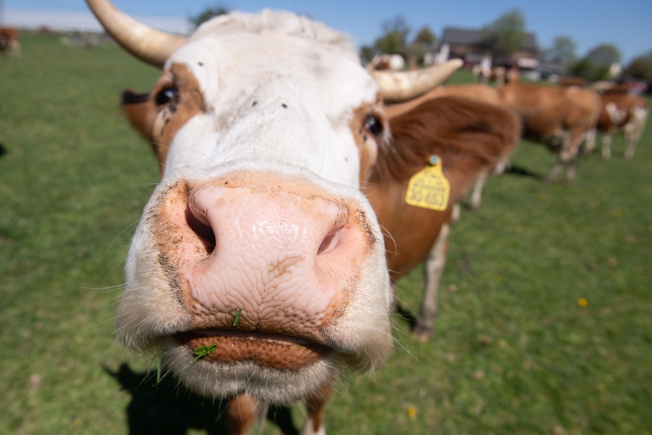 Auch wenn Kühe durchaus fotogene Tiere sind, haben sie nicht immer Lust, sich ablichten zu lassen, wie dieser Fall aus Österreich zeigt. (Symbolbild)