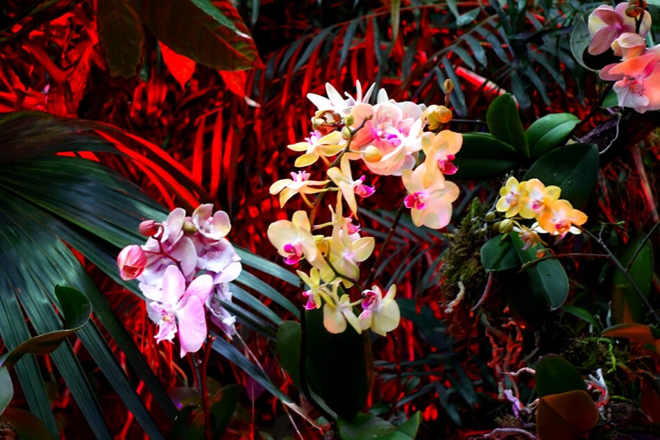 Zum letzten Mal zeigt der Botanische Garten die facettenreiche Blütenpracht der Orchideen.