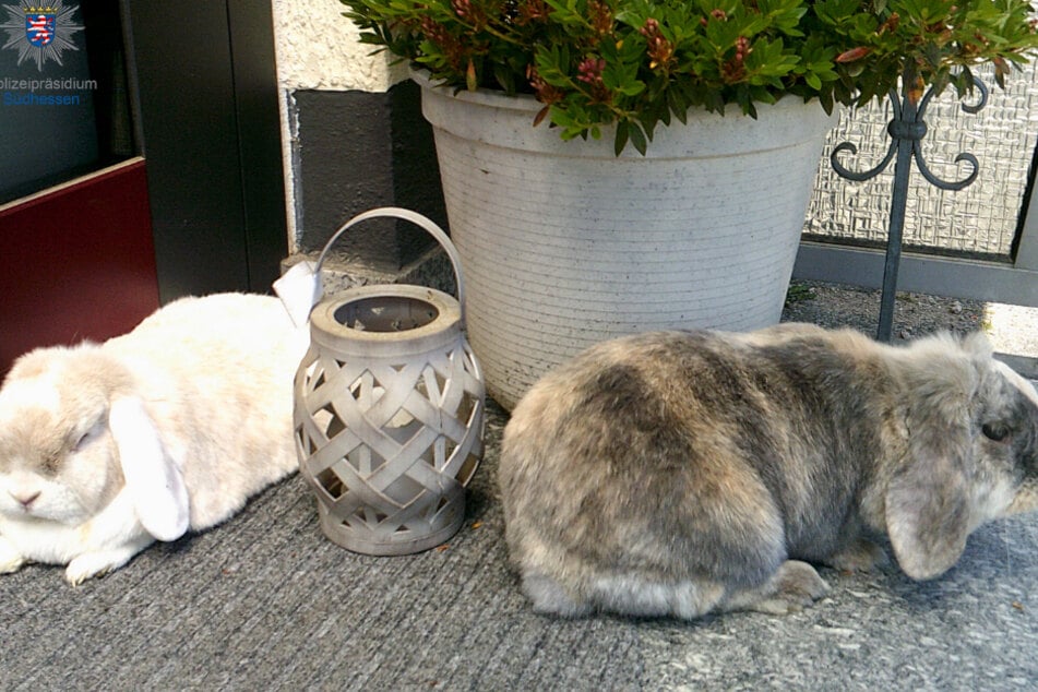 Bereits seit einer Woche fehlt jede Spur von "Ratz" (l.)I und "Rübe" (r.).