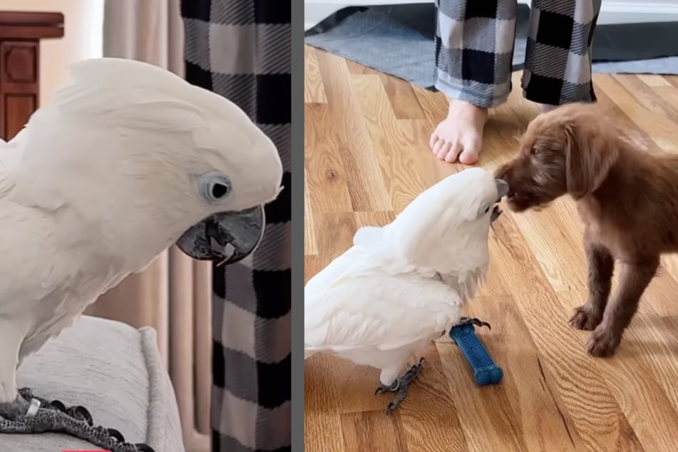 Hombre se preocupa por la reacción del loro al cachorro: su primer encuentro deja a todos asombrados
