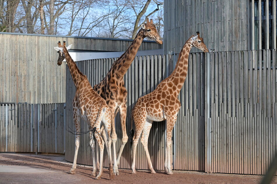 Bölleralarm! Sie müssen in der Silvesternacht im Stall bleiben: Die Giraffen sind besonders schreckhaft.