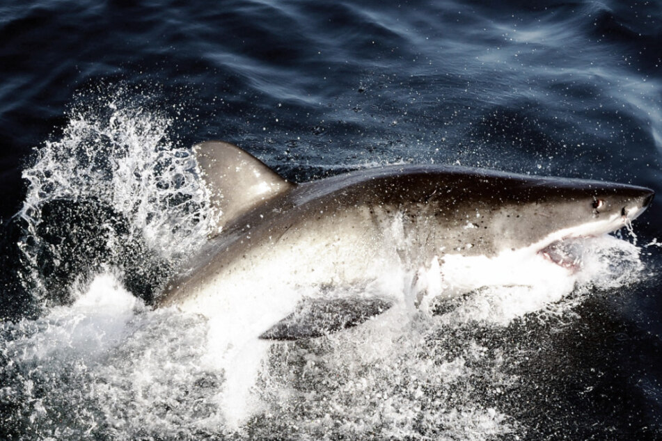 Dramatische Szenen nach Hai-Angriff: Kajakfahrer holen tote Schwimmerin aus dem Wasser