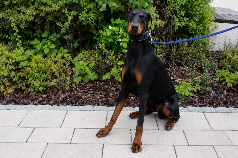 Dobermann Conan will körperlich und geistig ausgelastet werden.