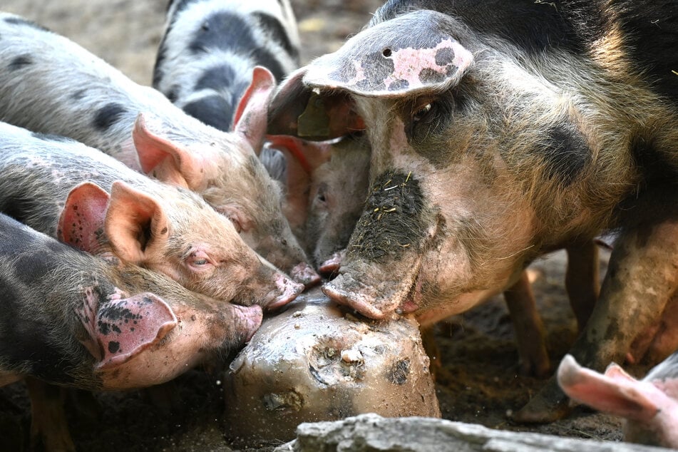 Auch die Bentheimer Landschweine kauen in Hagenbecks Tierpark an einer Eisbombe, die mit Fisch gefüllt ist.