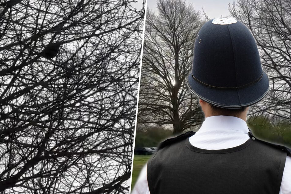 Polizisten hören Sirene von oben: Als sie in den Baum sehen, verlieren sie die Fassung