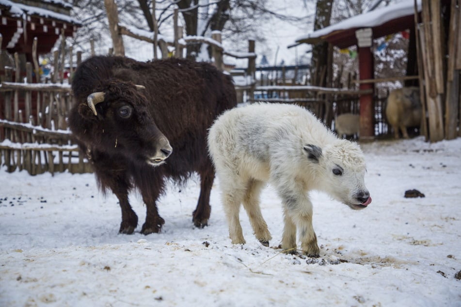Im Schnee muss man das seltene Yak-Kalb suchen.