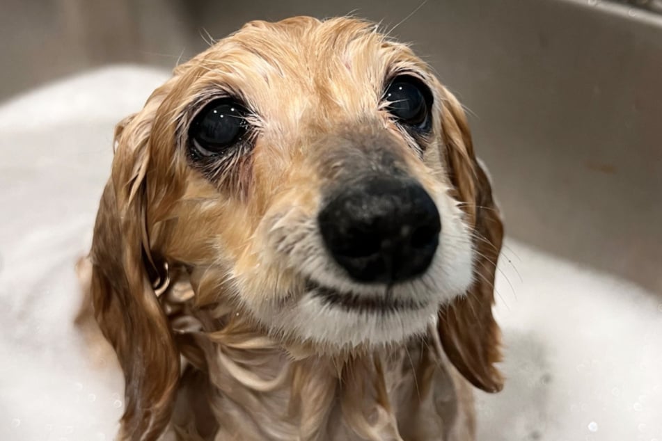 Mit einem verschmitzten Lächeln lässt sich die 14-jährige Hündin in der Badewanne verwöhnen.