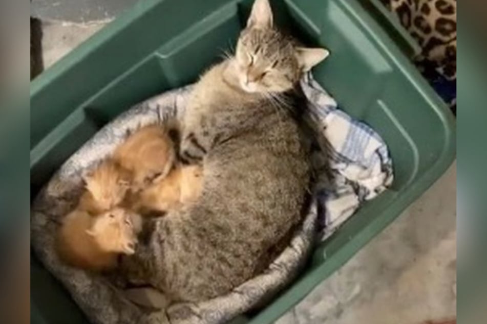 Betty seems pretty content cuddling with these orange kittens.